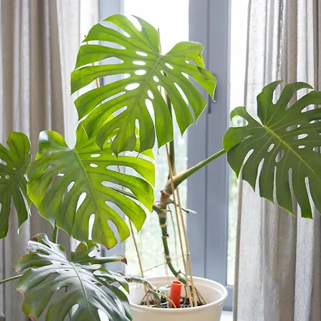 Marggisa - Center By Hd Tatil Evi